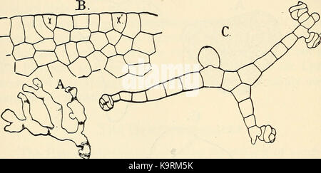 "Die Struktur und die Entwicklung der Moose und Farne (Archegoniatae)" (1918) Stockfoto