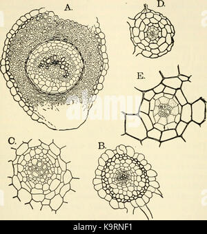 "Die Struktur und die Entwicklung der Moose und Farne (Archegoniatae)" (1918) Stockfoto