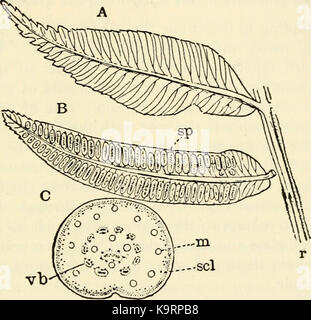"Die Struktur und die Entwicklung der Moose und Farne (Archegoniatae)" (1918) Stockfoto