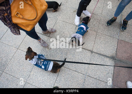 Dackel tag Melbourne Australien Stockfoto