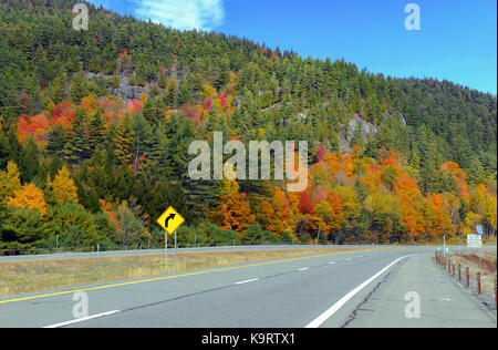 Herbst, Herbstfarben im Nordosten Wald Stockfoto