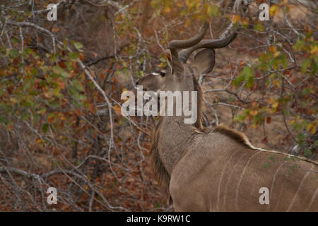 Reibe Kudu Stockfoto