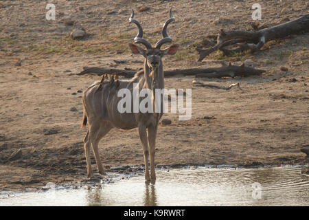 Reibe Kudu Stockfoto