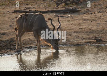 Reibe Kudu Stockfoto