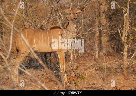 Reibe Kudu Stockfoto