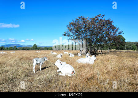 Brahman Rinder in einer Koppel am Mt Karabiner, Far North Queensland, FNQ, QLD, Australien Stockfoto