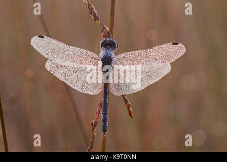 Blue Dragonfly, wahrscheinlich die Black-tailed Skimmer, mit wenig Tautropfen bedeckt Stockfoto