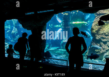 Nicht identifizierte Personen in Genua Aquarium. Das Aquarium von Genua ist das größte Aquarium in Italien und zu den größten in Europa. Stockfoto