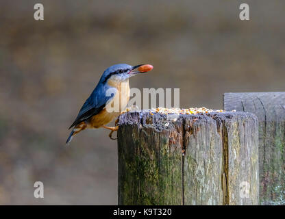 Kleiber (Sitta europaea) mit einer Erdnuss im Schnabel, auf einen Pfosten an eyeworth Teich im New Forest, Hampshire, England, Großbritannien thront. Stockfoto