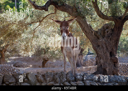 Esel unter einem Olivenbaum auf Mallorca, Spanien Stockfoto