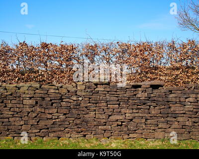 Trockenmauer in Wales aus alten roten Sandstein mit Buche Hedge oben Stockfoto