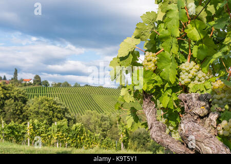 Reif, saftig grüne Trauben für weiße Reben im Weinberg auf die südsteirische Wein Route in Österreich Stockfoto