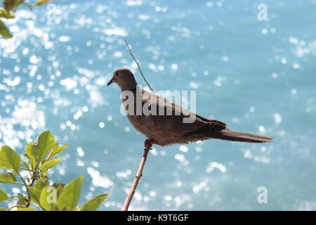 Ring-necked Dove auf einem Ast in Nizza Stockfoto