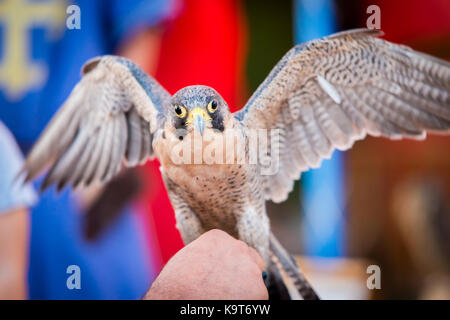 Wanderfalke, Greifvogel mit offenen Flügeln Stockfoto