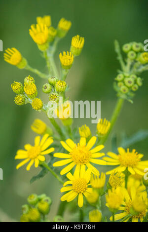 Ragwort wächst durch die Landschaft. In der UK, kumulativ giftig für Pferde und Rinder Stockfoto