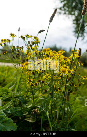 Ragwort wächst durch die Landschaft. In der UK, kumulativ giftig für Pferde und Rinder Stockfoto