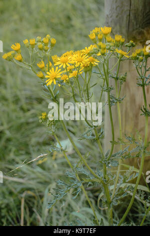 Ragwort wächst durch die Landschaft. In der UK, kumulativ giftig für Pferde und Rinder Stockfoto