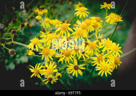 Ragwort wächst durch die Landschaft. In der UK, kumulativ giftig für Pferde und Rinder Stockfoto