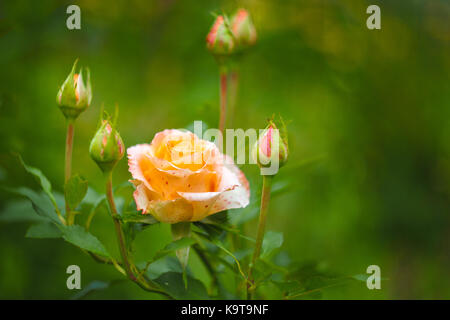 Schöne orange Rose mit 5 Knospen auf ein verschwommenes grün Hintergrund Stockfoto