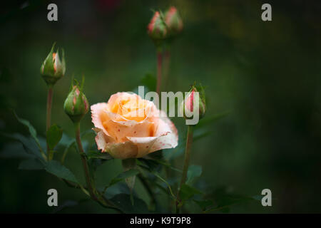 Schöne orange Rose mit 5 Knospen auf ein verschwommenes grün Hintergrund Stockfoto