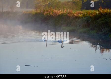 Schwäne schwimmen die Misty River Brue mit den Sonnenaufgang shinning auf Ihnen auf dem Glastonbury Mauren in Somerset. Stockfoto