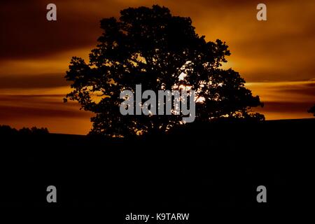 Sonnenaufgang über dem Glastonbury Mauren in Somerset UK mit low level Mist auf den Feldern und um die Bäume mit Sonnenstrahlen durch shinning. Stockfoto