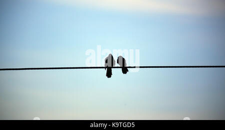Silhouette Vogel auf der elektrischen Kabel auf blauem Hintergrund Stockfoto