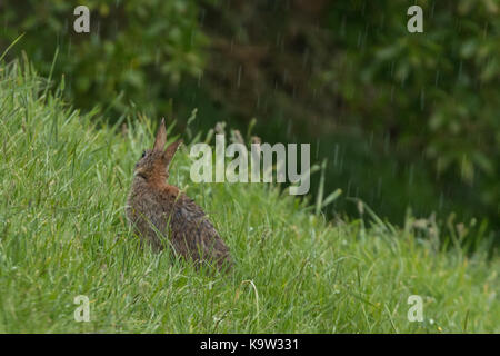 Eine einzelne Braun wilde Kaninchen sitzen in einer Wiese im Regen in der Nähe von Dunedin, Neuseeland. Stockfoto