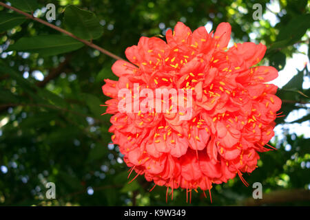 Blume der Brownea grandiceps x coccinea, beheimatet in Venezuela, bei Flecker Botanic Gardens, Cairns, Queensland, Australien Stockfoto