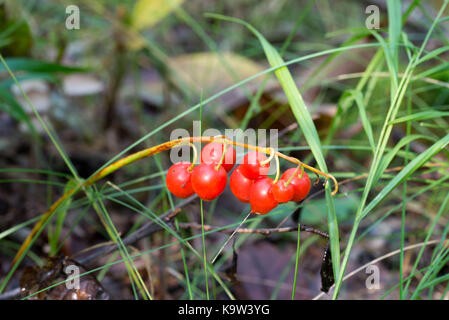 Red poisinous Maiglöckchen Beeren closeup Stockfoto