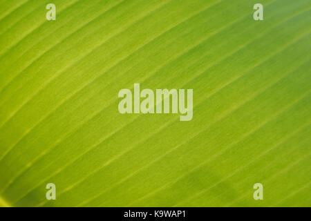Banana leaf Textur Hintergrund: Detailansicht Stockfoto