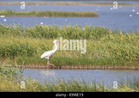 Sibirischen Kranich (Grus leucogeranus) auf der Suche nach Nahrung Stockfoto