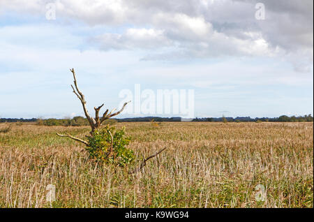 Ein Blick über die ausgedehnten Schilfgürtel am hickling broad National Nature Reserve, Norfolk, England, Vereinigtes Königreich. Stockfoto