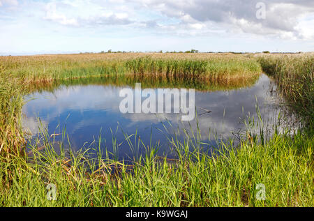 Eine Ansicht aus einem über ein Patch mit offenem Wasser und ausgedehnten Schilfgürtel an hickling broad National Nature Reserve, Norfolk, England, Vereinigtes Königreich. Stockfoto