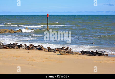 Einen Blick auf eine Kolonie von Kegelrobben, halichoerus grypus, am Strand von horsy Lücke, Norfolk, England, Vereinigtes Königreich. Stockfoto