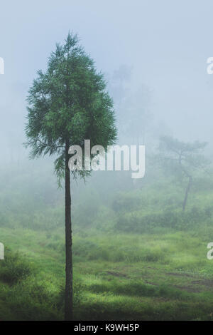 Das ist mein versuchen, eine Zusammensetzung mit Nebel als Motiv. In Cherrapunjee in Meghalya, die Regnerischsten Ort auf der Erde geschossen. Stockfoto