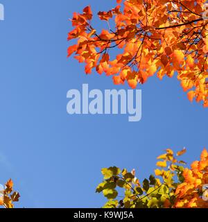 Herbst. Natürliche saisonale farbige Blätter. Buntes Laub in den Park. Stockfoto