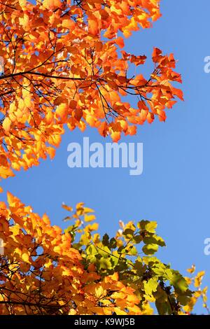 Herbst. Natürliche saisonale farbige Blätter. Buntes Laub in den Park. Stockfoto