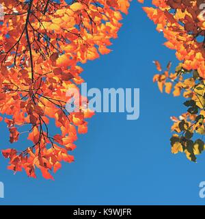 Herbst. Natürliche saisonale farbige Blätter. Buntes Laub in den Park. Stockfoto