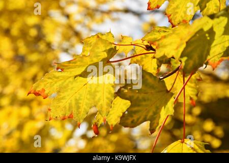 Herbst. Natürliche saisonale farbige Blätter. Buntes Laub in den Park. Stockfoto