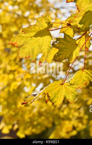 Herbst. Natürliche saisonale farbige Blätter. Buntes Laub in den Park. Stockfoto