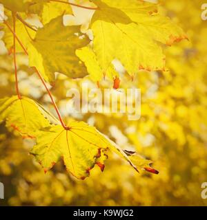 Herbst. Natürliche saisonale farbige Blätter. Buntes Laub in den Park. Stockfoto