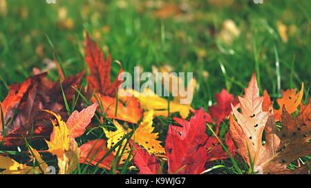 Herbst. Natürliche saisonale farbige Blätter. Buntes Laub in den Park. Stockfoto