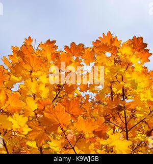 Herbst. Natürliche saisonale farbige Blätter. Buntes Laub in den Park. Stockfoto