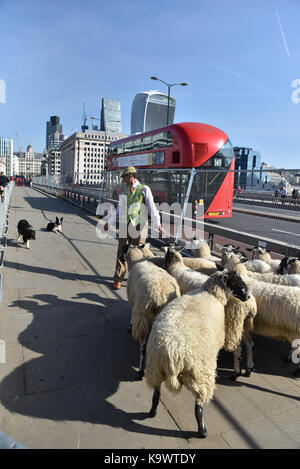 London Bridge, London, UK. 24. September 2017. Die jährlichen Schafe fahren Sie über London Bridge von der Worshipful Company der Woolmen. Quelle: Matthew Chattle/Alamy leben Nachrichten Stockfoto