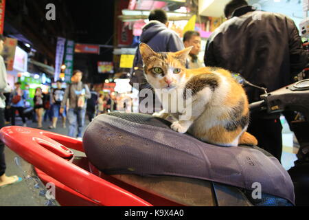 Streunende Katze in Taichung Stockfoto