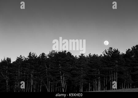 Der Mond hinter einigen Bäumen in einem Wald Stockfoto