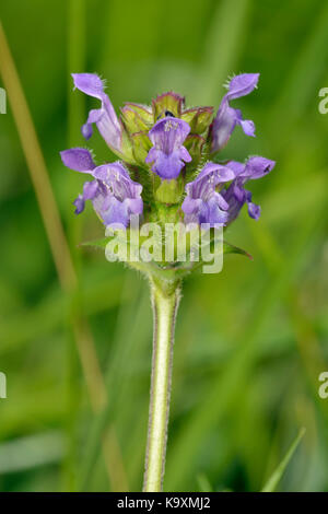 Gemeinsame Selfheal - prunella vulgaris Grünland wilde Blume Stockfoto