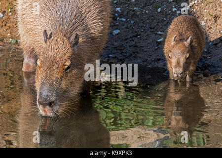 Capybara (Hydrochoerus hydrochaeris hydrochaeris/Hydrochoeris) Trinkwasser mit Welpen und um Ufer, das größte Nagetier aus Südamerika Stockfoto