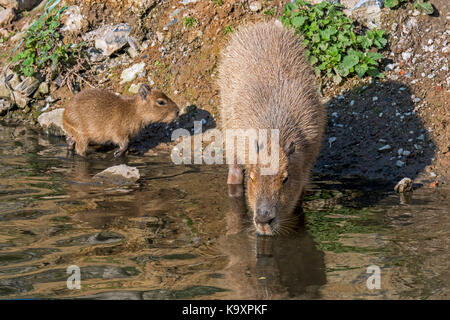 Capybara (Hydrochoerus hydrochaeris hydrochaeris/Hydrochoeris) Trinkwasser mit Welpen und um Ufer, das größte Nagetier aus Südamerika Stockfoto